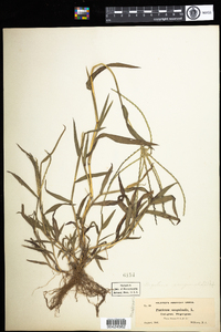 Digitaria sanguinalis image