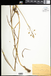 Bromus secalinus image