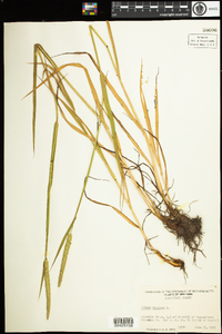 Phleum pratense image