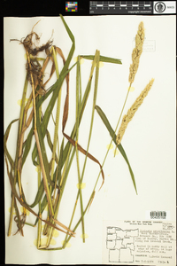 Phalaris arundinacea image