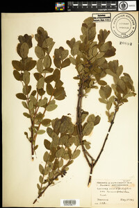 Lonicera villosa var. solonis image