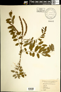 Amorpha fruticosa image