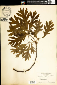 Quercus alba image