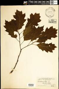 Quercus rubra image