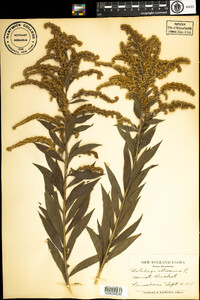 Solidago altissima image