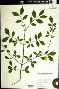 Euonymus alatus image