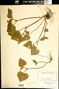 Viola pubescens image