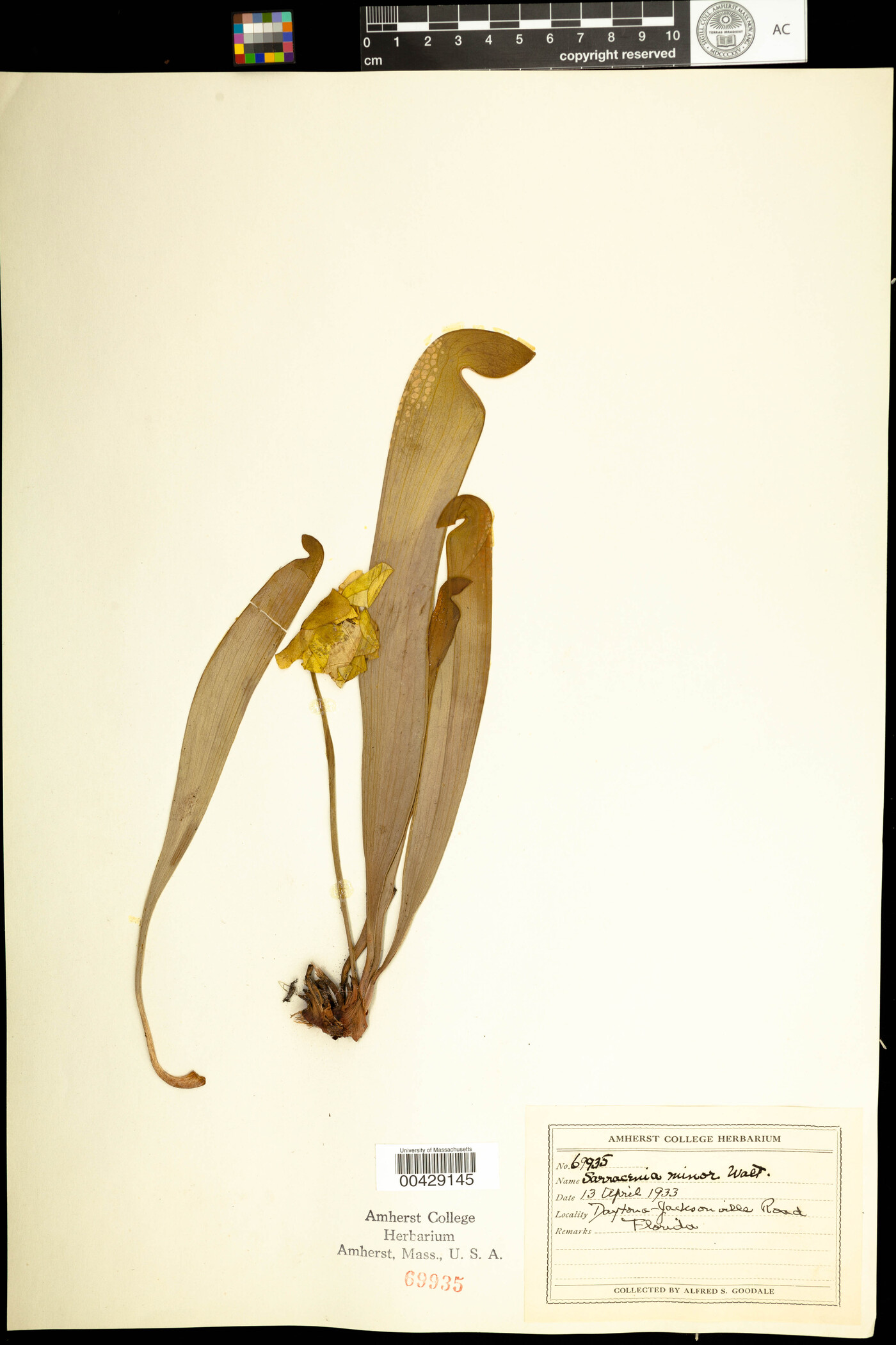 Sarraceniaceae image