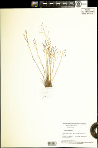 Agrostis capillaris image