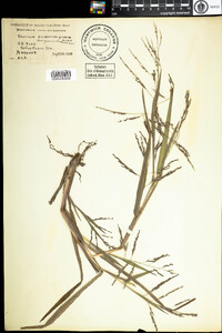 Panicum dichotomiflorum image