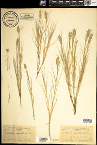 Distichlis spicata image