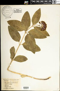 Asclepias purpurascens image