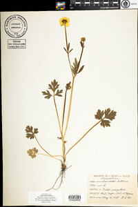 Ranunculus bulbosus image