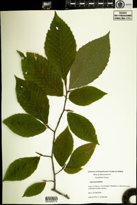 Fagus grandifolia image