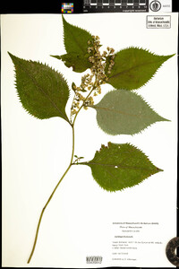 Solidago flexicaulis image