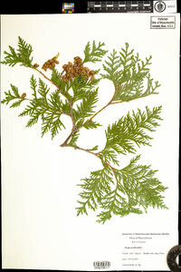 Thuja occidentalis image