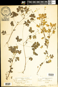 Oxalis corniculata image