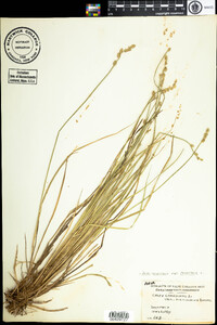 Carex canescens subsp. canescens image