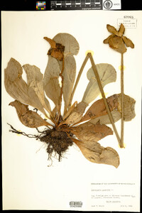 Sarracenia purpurea image