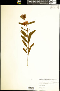 Hypericum prolificum image