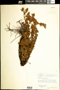 Hypericum hypericoides image