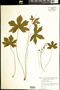 Geranium maculatum image