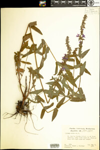 Lythrum salicaria image