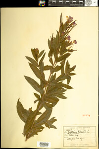 Epilobium hirsutum image