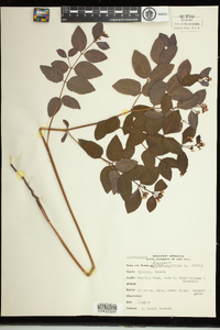 Apocynum androsaemifolium image