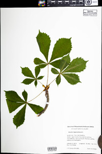 Aesculus hippocastanum image