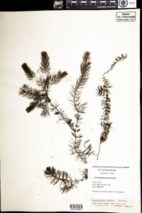 Ceratophyllum demersum image