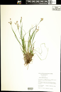 Luzula multiflora image