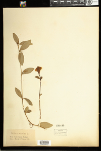 Vinca minor image