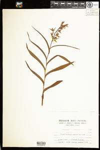 Cephalanthera ensifolia image