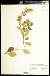 Image of Parsonsia heterophylla