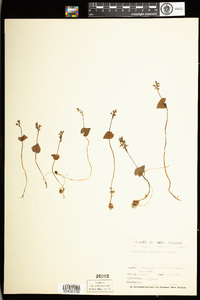 Image of Acianthus sinclairii