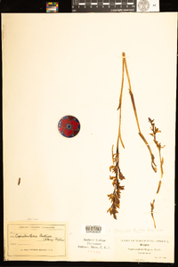 Image of Cephalanthera austiniae