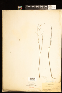 Image of Euphorbia chapmanii