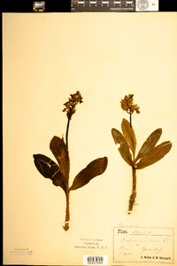 Image of Orchis pallens