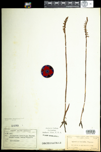 Image of Spiranthes longilabris