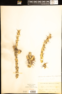 Image of Cylindropuntia californica