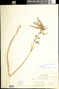 Image of Euphorbia davidii