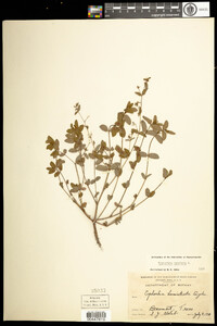 Chamaesyce maculata image