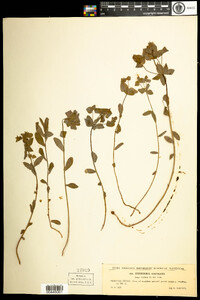 Image of Euphorbia angulata