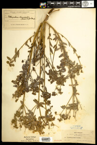 Image of Euphorbia chamaesula