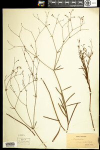 Image of Euphorbia discoidalis