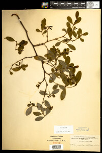Image of Euphorbia atrococca
