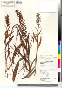 Image of Habenaria monorrhiza