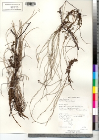 Image of Equisetum bogotense