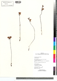 Utricularia cornuta image